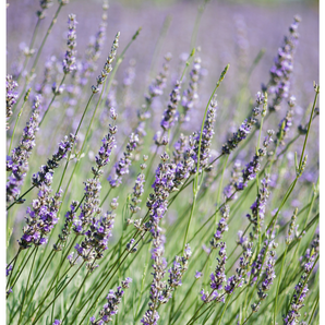 Good Night Lavender! Natural Soy Wax Melt With Essential Oil 2.0 oz